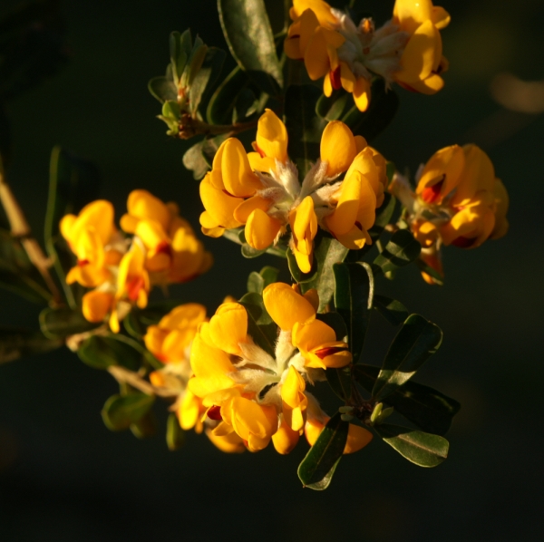 Pultenaea daphnoides